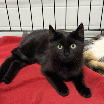 Hershey -  Domestic Short Hair Cat for Adoption in Williamsville, New York - Hershey | PetCurious