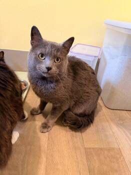 Domestic Short Hair Cats Available for Adoption in Vancouver, Washington - Simon | PetCurious