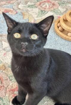 Rescue Domestic Short Hair Cats for Adoption in Crofton, Maryland - Jasper | PetCurious