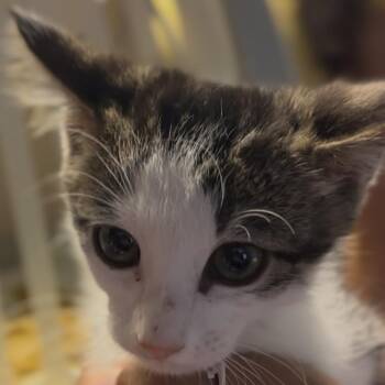 TC -  Domestic Short Hair Cat for Adoption in Midland, Texas - TC | PetCurious