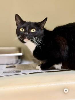 Domestic Short Hair Cats Available for Adoption in King William, Virginia - Strawberry Jam | PetCurious