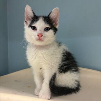 Domestic Short Hair Cats Available for Adoption in Chattanooga, Tennessee - Meadow | PetCurious