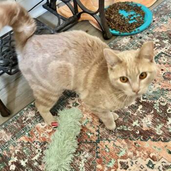 Domestic Short Hair Cats Available for Adoption in Knoxville, Tennessee - Mickie | PetCurious