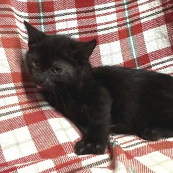 Patriot* -  Domestic Short Hair Cat for Adoption in San Gabriel, California - Patriot* | PetCurious