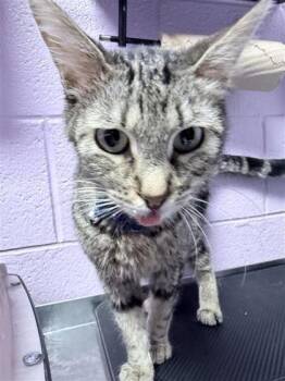 61395447 -  Domestic Medium Hair Cat for Adoption in El Paso, Texas - 61395447 | PetCurious