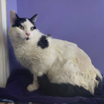 Poppy -  Domestic Short Hair Cat for Adoption in Mankato, Minnesota - Poppy | PetCurious