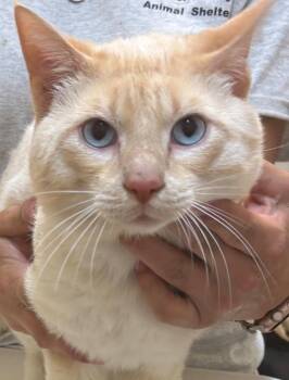 HEATH -  Siamese Cat for Adoption in Elizabethton, Tennessee - HEATH | PetCurious