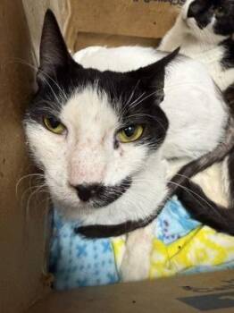 Domestic Short Hair Cats Available for Adoption - Yoshi | PetCurious