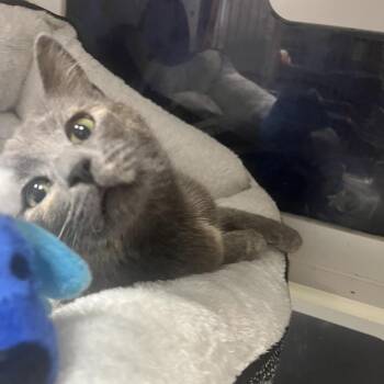 Domestic Short Hair Cats Available for Adoption in Lenexa, Kansas - Aimee | PetCurious