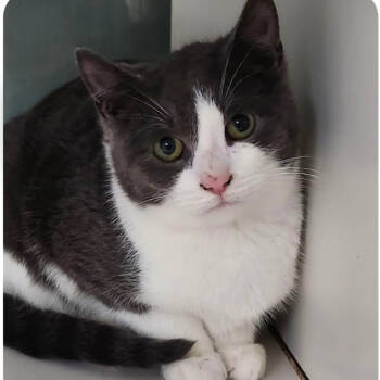 Rescue Domestic Short Hair Cats for Adoption in Merrifield, Virginia - Mo NRAR | PetCurious