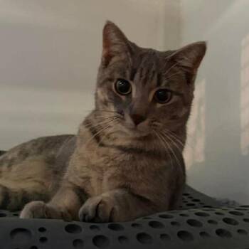 Domestic Short Hair Cats Available for Adoption in Grand Rapids, Minnesota - Raspberry | PetCurious