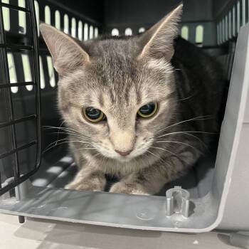 Salt (& Pepper) - Bonded Pair -  Domestic Short Hair Cat for Adoption in Oak Park, Illinois - Salt (& Pepper) - Bonded Pair | PetCurious