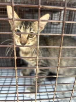 A661045 -  Domestic Short Hair Cat for Adoption in Houston, Texas - A661045 | PetCurious