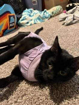 Sherona -  Domestic Short Hair Cat for Adoption in Chamblee, Georgia - Sherona | PetCurious