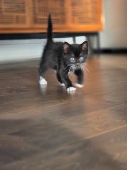 Domestic Short Hair Cats Available for Adoption in Buford, Georgia - Terza | PetCurious