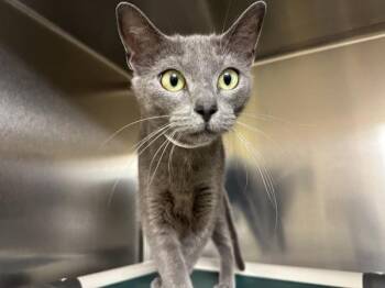 Domestic Short Hair Cats Available for Adoption in Walnut Creek, California - Annie | PetCurious
