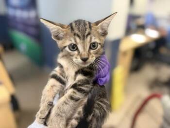 STEVE -  Domestic Short Hair Cat Available for Adoption in Doral, Florida - STEVE | PetCurious