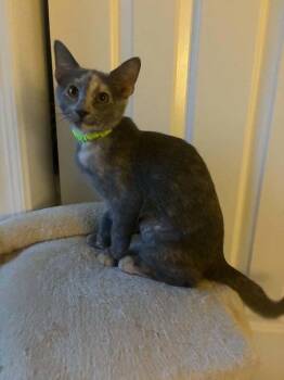 Ginger -  Tortoiseshell Cat for Adoption in East Greenwich Township, New Jersey - Ginger | PetCurious