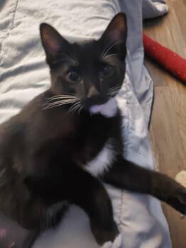 Rescue Domestic Short Hair Cats for Adoption in Plattsburgh, New York - Silvia | PetCurious