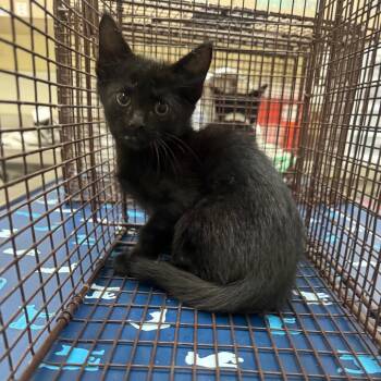 Dimitri -  Domestic Short Hair Cat for Adoption in Galveston, Texas - Dimitri | PetCurious