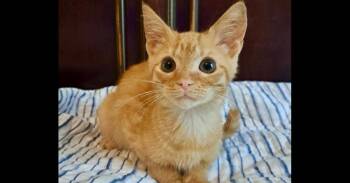 Orion -  Domestic Short Hair Cat for Adoption in Groveland, Massachusetts - Orion | PetCurious