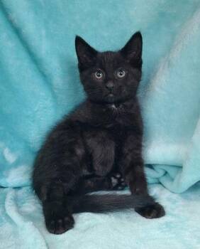 Domestic Short Hair Cats Available for Adoption in Lake City, Michigan - 7052 (Inkey) | PetCurious