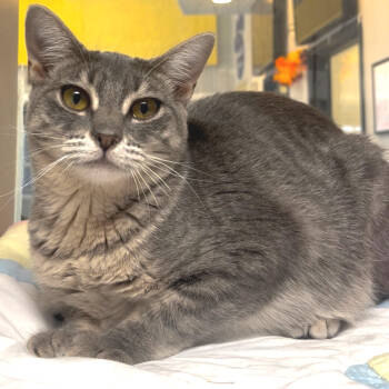 Rescue American Shorthair Cats for Adoption in Webster, Texas - Billy Jean | PetCurious