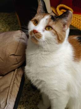 Rescue Domestic Short Hair Cats for Adoption in New Britain, Connecticut - Ginger Myst | PetCurious