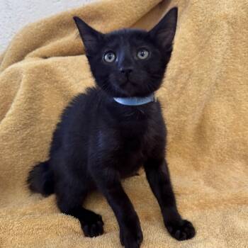 Jettson -  Domestic Short Hair Cat for Adoption in Long Beach, California - Jettson | PetCurious