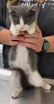 Rescue Domestic Medium Hair Cats for Adoption in Christiansburg, Virginia - Yacht | PetCurious