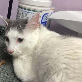 Domestic Short Hair Cats Available for Adoption in Denver, Colorado - Rudy | PetCurious