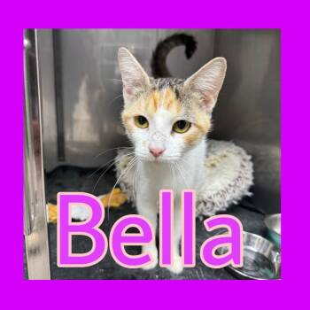Bella -  Domestic Short Hair Cat for Adoption in Marble, North Carolina - Bella | PetCurious