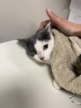 Domestic Short Hair Cats Available for Adoption in Bemidji, Minnesota - Opal | PetCurious