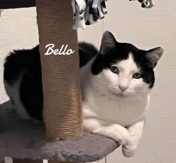 Domestic Short Hair Cats Available for Adoption - Bello | PetCurious