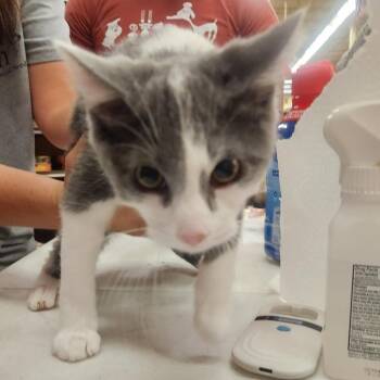Gus -  Domestic Short Hair Cat for Adoption in Layton, Utah - Gus | PetCurious
