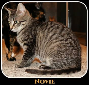Domestic Short Hair Cats Available for Adoption - Novie | PetCurious