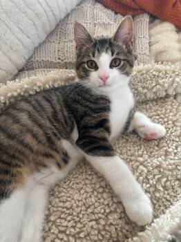 Chumsley -  Domestic Short Hair Cat for Adoption in Delson, Quebec - Chumsley | PetCurious