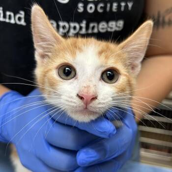 Once-ler -  Domestic Short Hair Cat for Adoption in Lynchburg, Virginia - Once-ler | PetCurious