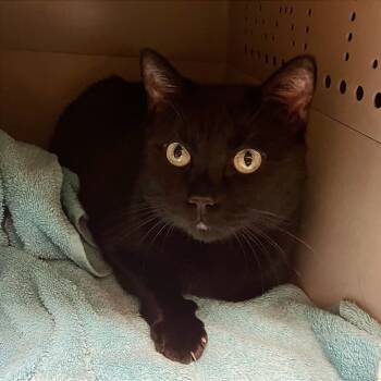 Rescue Domestic Short Hair Cats for Adoption in Fairport, New York - Loki | PetCurious