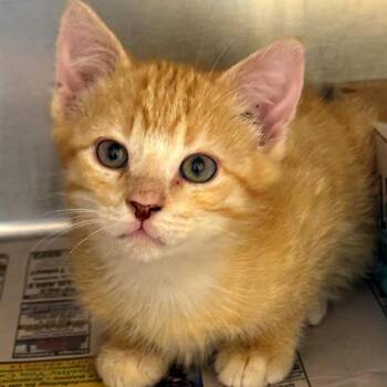 Spark Plug -  Domestic Short Hair Cat for Adoption in Cheyenne, Wyoming - Spark Plug | PetCurious