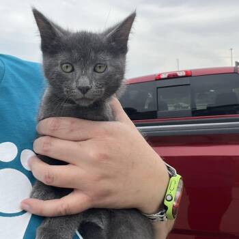 Paradise Timmy-C -  Domestic Short Hair Cat Available for Adoption in East St. Louis, Illinois - Paradise Timmy-C | PetCurious