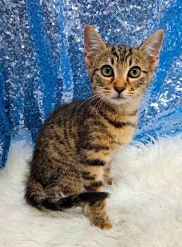 Minnow -  Domestic Short Hair Cat for Adoption in Clarkesville, Georgia - Minnow | PetCurious
