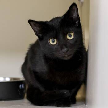 Domestic Short Hair Cats Available for Adoption - Giggles | PetCurious