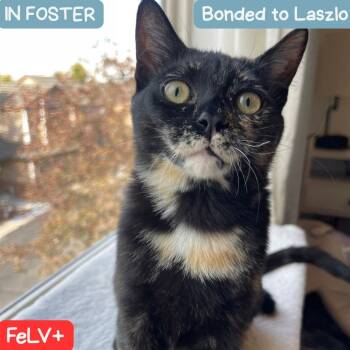 Rescue Domestic Short Hair Cats for Adoption in Denver, Colorado - Luisa | PetCurious