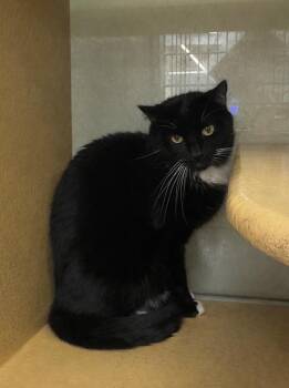 Domestic Short Hair Cats Available for Adoption - Double Stuf Oreo | PetCurious