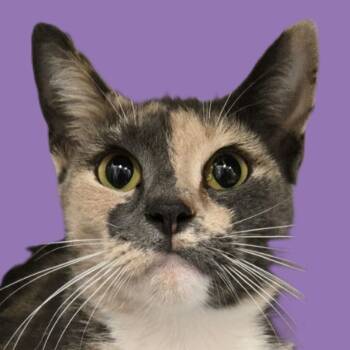 Rescue Tortoiseshell and Domestic Short Hair Cats for Adoption in Savannah, Georgia - Magnolia | PetCurious