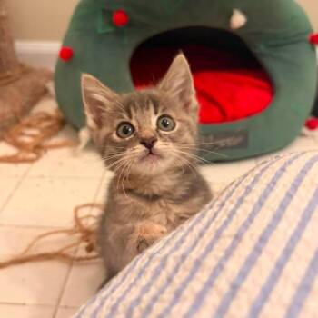 Frida Kahlo -  Domestic Short Hair Cat for Adoption in Jarrettsville, Maryland - Frida Kahlo | PetCurious