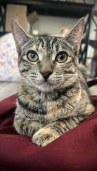 Bunny -  Domestic Short Hair Cat for Adoption in Hudson, New Hampshire - Bunny | PetCurious
