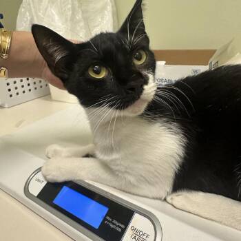 Domestic Short Hair Cats Available for Adoption - Joann | PetCurious