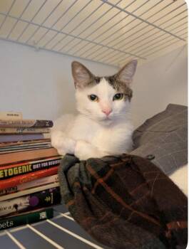 Domestic Short Hair Cats Available for Adoption in Riverside, California - Singer | PetCurious